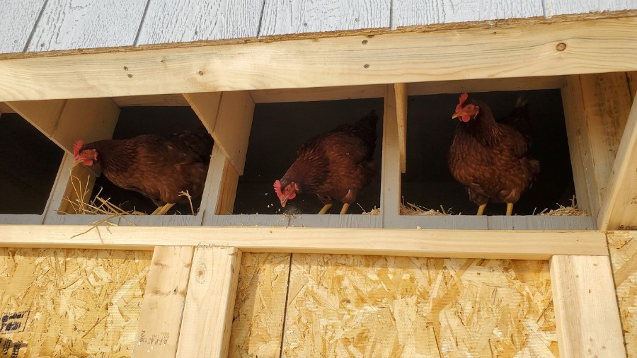 Chicken Coop - 6x8 image 3